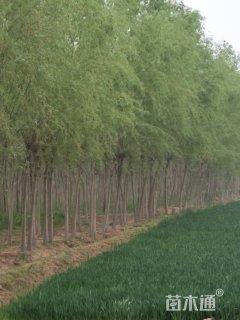 10公分金丝垂柳