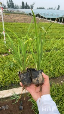 高度15厘米大花萱草