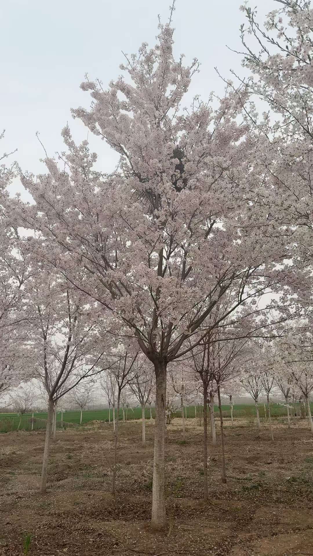 高度175厘米曼地亚红豆杉