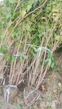 高度320厘米丛生蜡梅