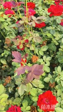 高度50厘米大花月季