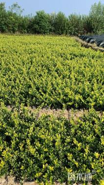 高度40厘米金森女贞