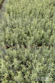 高度25厘米柳叶星河