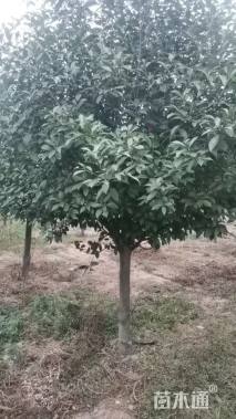 5公分红叶石楠