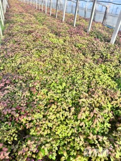 高度22厘米火焰南天竹