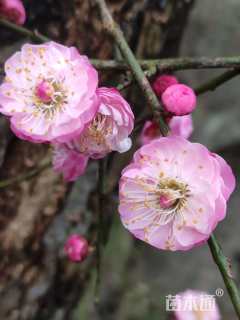 10公分梅花