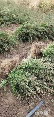 高度40厘米火棘