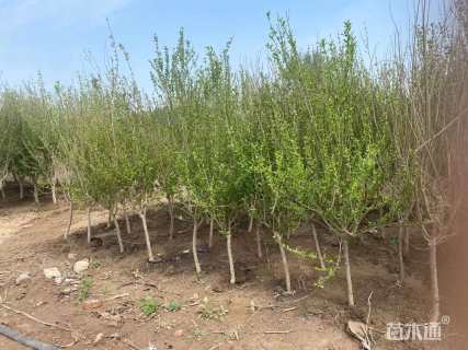 高度250厘米石榴