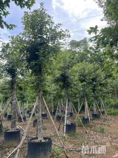 10公分枫香
