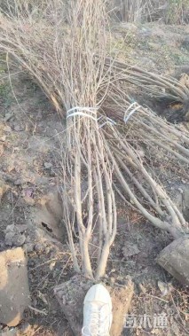 高度200厘米丛生木槿