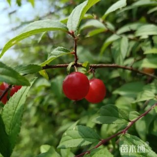 高度150厘米郁李