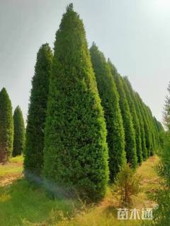 高度650厘米圆柏