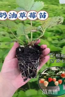 高度30厘米草莓