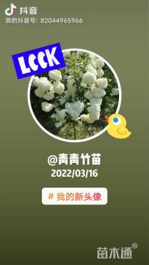 地栽苗罗汉竹