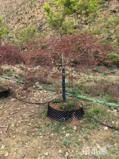 高度150厘米羽毛枫