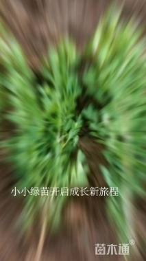 高度40厘米瓜子黄杨小苗