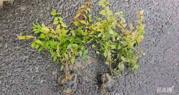 高度30厘米六道木