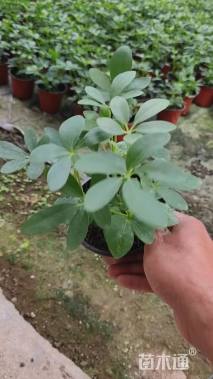 高度20厘米宿根福禄考