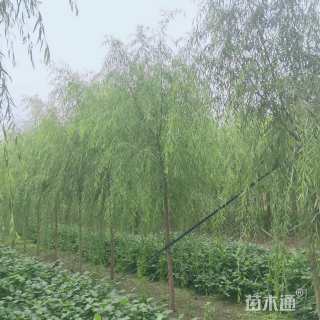 5公分青皮垂柳