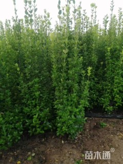 高度160厘米北海道黄杨