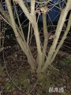 高度400厘米丛生茶条槭