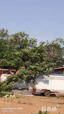18公分合欢