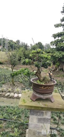 容器苗造型罗汉松