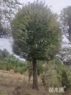 30公分榆树