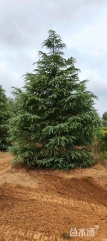 高度700厘米雪松