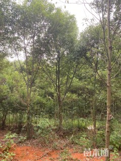 12公分香樟