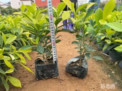 高度20厘米黄金榕