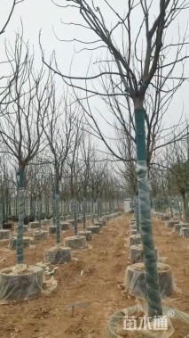 18公分香樟