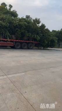15公分麻楝