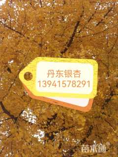 15公分银杏