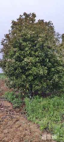 13公分红叶石楠