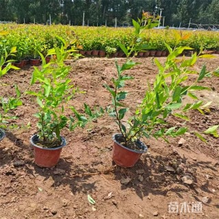高度50厘米金焰绣线菊