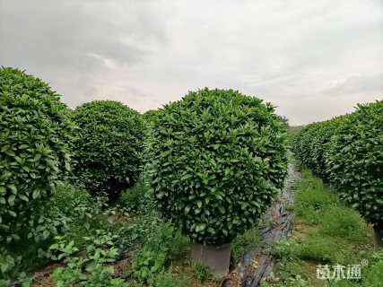 高度180厘米非洲茉莉