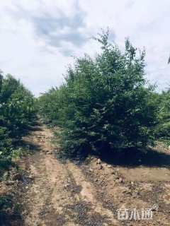 40公分暴马丁香