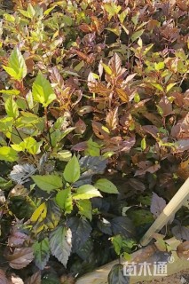 高度30厘米扶桑