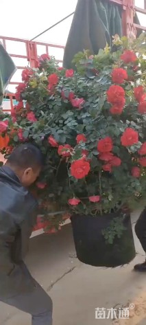 冠幅80厘米月季花球