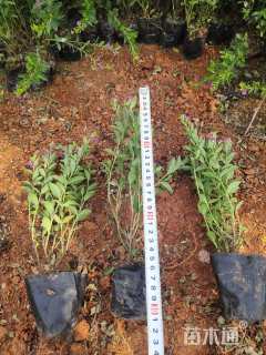 高度25厘米满天星