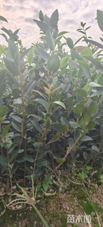 油茶