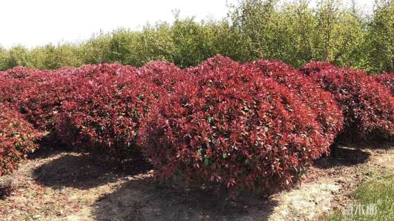 冠幅180厘米红叶石楠球