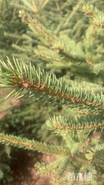 高度240厘米云杉