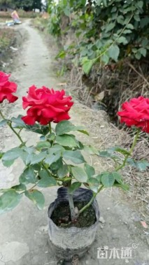 高度30厘米月季