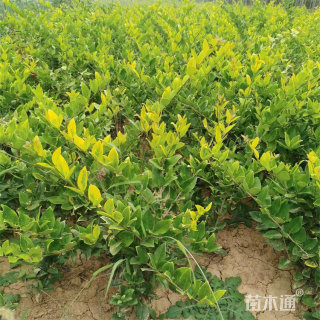 高度30厘米金森女贞小苗