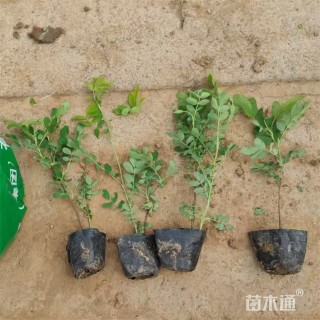 高度70厘米四季玫瑰