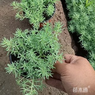 高度20厘米中华景天