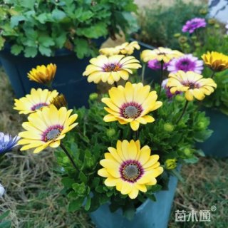 高度20厘米蓝目菊