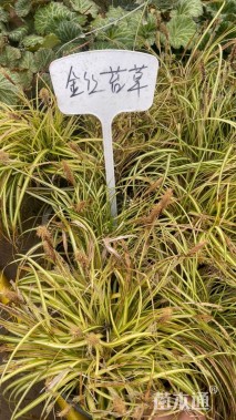 高度40厘米金丝苔草